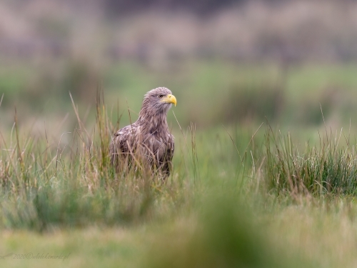 Bielik (ang. White-tailed Eagle, łac. Haliaeetus albicilla) - 0613- Fotografia Przyrodnicza - WlodekSmardz.pl