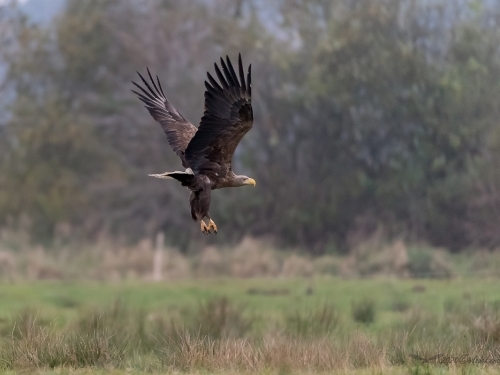 Bielik (ang. White-tailed Eagle, łac. Haliaeetus albicilla) - 4465- Fotografia Przyrodnicza - WlodekSmardz.pl