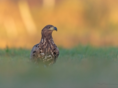 Bielik (ang. White-tailed Eagle, łac. Haliaeetus albicilla) - 4513- Fotografia Przyrodnicza - WlodekSmardz.pl