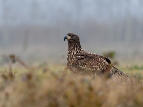 Bielik (ang. White-tailed Eagle, łac. Haliaeetus albicilla) - 0828- Fotografia Przyrodnicza - WlodekSmardz.pl