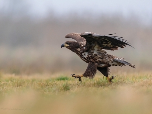 Bielik (ang. White-tailed Eagle, łac. Haliaeetus albicilla) - 5667- Fotografia Przyrodnicza - WlodekSmardz.pl