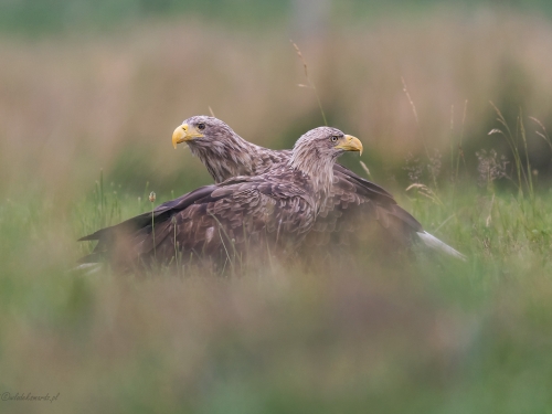 Bielik (ang. White-tailed Eagle, łac. Haliaeetus albicilla) - 2998- Fotografia Przyrodnicza - WlodekSmardz.pl