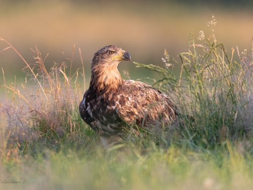 Bielik (ang. White-tailed Eagle, łac. Haliaeetus albicilla) - 3239- Fotografia Przyrodnicza - WlodekSmardz.pl