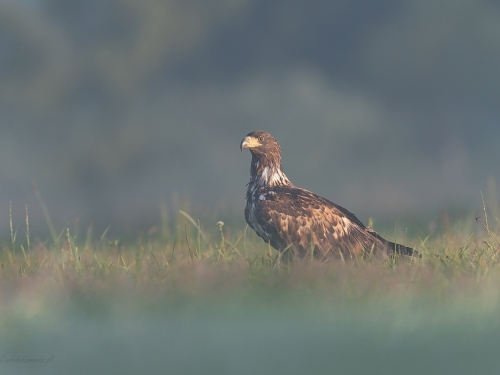Bielik (ang. White-tailed Eagle, łac. Haliaeetus albicilla) - 1015- Fotografia Przyrodnicza - WlodekSmardz.pl