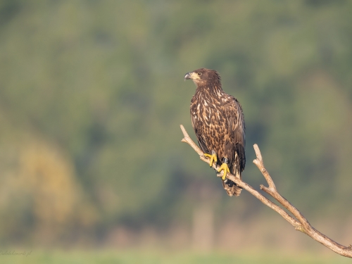 Bielik (ang. White-tailed Eagle, łac. Haliaeetus albicilla) - 1270- Fotografia Przyrodnicza - WlodekSmardz.pl