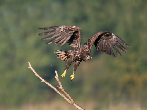 Bielik (ang. White-tailed Eagle, łac. Haliaeetus albicilla) - 1320- Fotografia Przyrodnicza - WlodekSmardz.pl