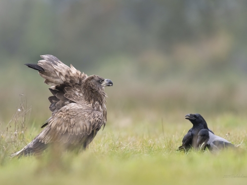 Bielik (ang. White-tailed Eagle, łac. Haliaeetus albicilla) - 3006- Fotografia Przyrodnicza - WlodekSmardz.pl