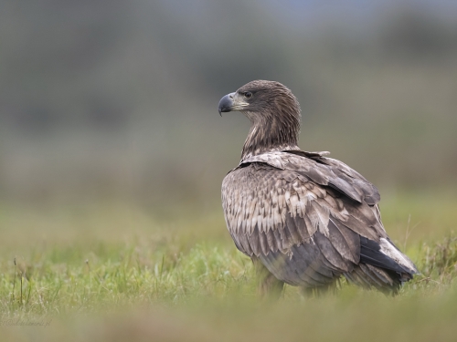 Bielik (ang. White-tailed Eagle, łac. Haliaeetus albicilla) - 2222- Fotografia Przyrodnicza - WlodekSmardz.pl