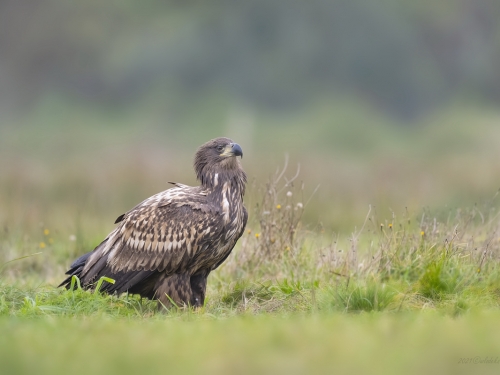 Bielik (ang. White-tailed Eagle, łac. Haliaeetus albicilla) - 3263- Fotografia Przyrodnicza - WlodekSmardz.pl