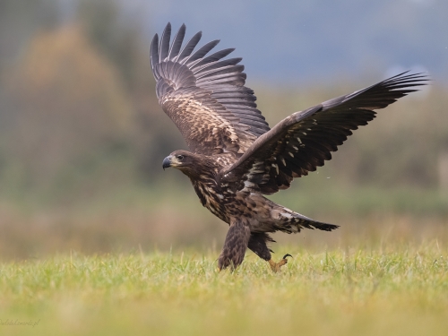 Bielik (ang. White-tailed Eagle, łac. Haliaeetus albicilla) - 2369- Fotografia Przyrodnicza - WlodekSmardz.pl