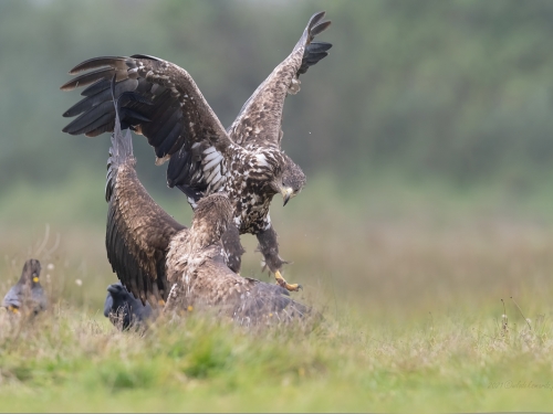 Bielik (ang. White-tailed Eagle, łac. Haliaeetus albicilla) - 2976- Fotografia Przyrodnicza - WlodekSmardz.pl