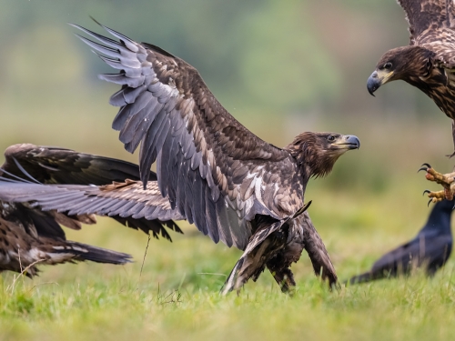 Bielik (ang. White-tailed Eagle, łac. Haliaeetus albicilla) - 2524- Fotografia Przyrodnicza - WlodekSmardz.pl