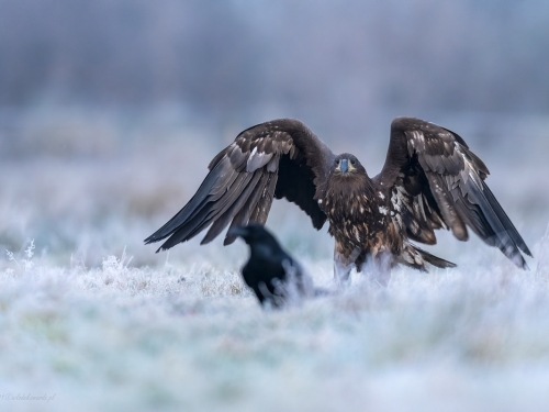 Bielik (ang. White-tailed Eagle, łac. Haliaeetus albicilla) - 5362- Fotografia Przyrodnicza - WlodekSmardz.pl
