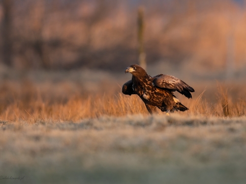 Bielik (ang. White-tailed Eagle, łac. Haliaeetus albicilla) - 2663- Fotografia Przyrodnicza - WlodekSmardz.pl