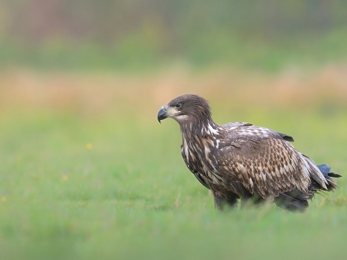 Bielik (ang. White-tailed Eagle, łac. Haliaeetus albicilla) - 6683- Fotografia Przyrodnicza - WlodekSmardz.pl