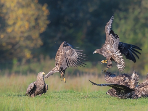 Bielik (ang. White-tailed Eagle, łac. Haliaeetus albicilla) - 6914- Fotografia Przyrodnicza - WlodekSmardz.pl