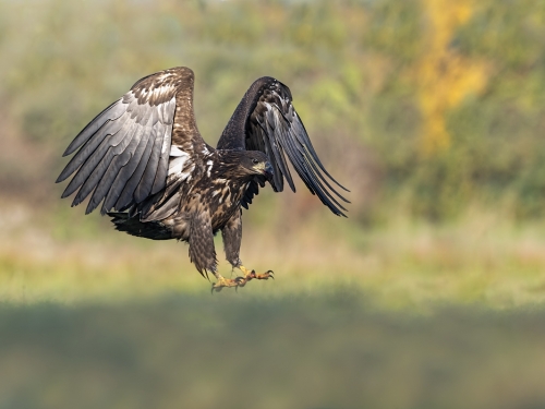 Bielik (ang. White-tailed Eagle, łac. Haliaeetus albicilla) - 4038- Fotografia Przyrodnicza - WlodekSmardz.pl