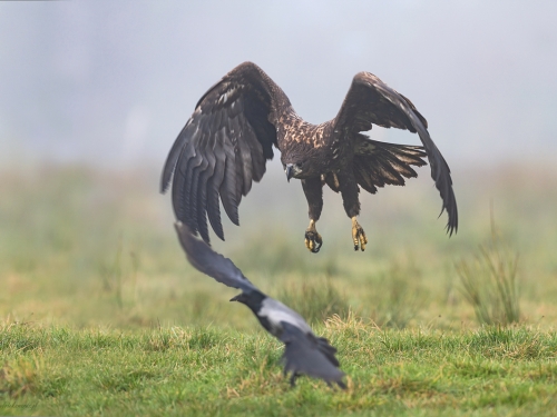 Bielik (ang. White-tailed Eagle, łac. Haliaeetus albicilla) - 0173- Fotografia Przyrodnicza - WlodekSmardz.pl