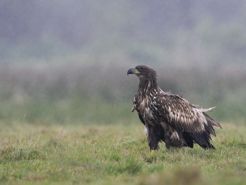 Bielik (ang. White-tailed Eagle, łac. Haliaeetus albicilla) - 8924- Fotografia Przyrodnicza - WlodekSmardz.pl