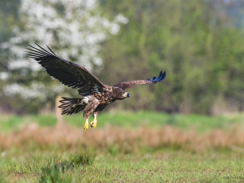 Bielik (ang. White-tailed Eagle, łac. Haliaeetus albicilla) - 8190- Fotografia Przyrodnicza - WlodekSmardz.pl