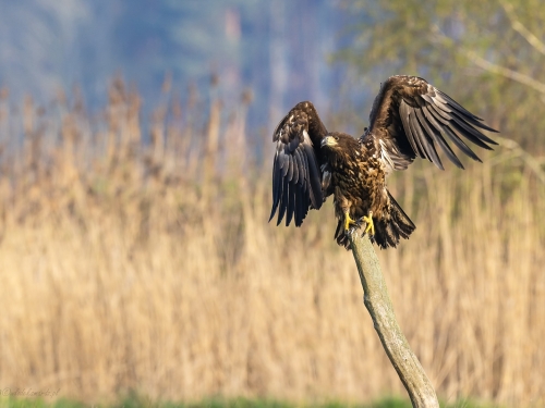 Bielik (ang. White-tailed Eagle, łac. Haliaeetus albicilla) - 8050- Fotografia Przyrodnicza - WlodekSmardz.pl
