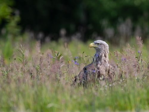 Bielik (ang. White-tailed Eagle, łac. Haliaeetus albicilla) - 2634- Fotografia Przyrodnicza - WlodekSmardz.pl