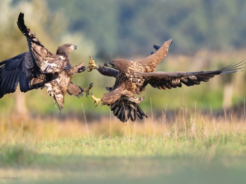 Bielik (ang. White-tailed Eagle, łac. Haliaeetus albicilla) - 6709- Fotografia Przyrodnicza - WlodekSmardz.pl