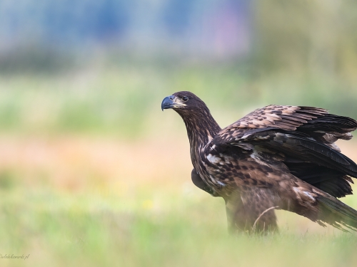 Bielik (ang. White-tailed Eagle, łac. Haliaeetus albicilla) - 6491- Fotografia Przyrodnicza - WlodekSmardz.pl