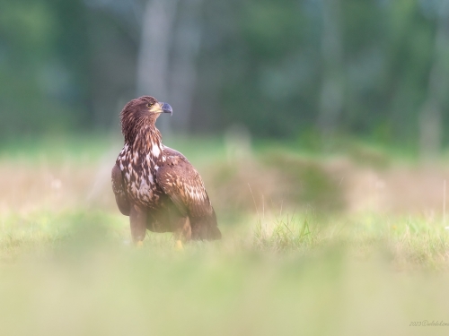 Bielik (ang. White-tailed Eagle, łac. Haliaeetus albicilla) - 6519- Fotografia Przyrodnicza - WlodekSmardz.pl