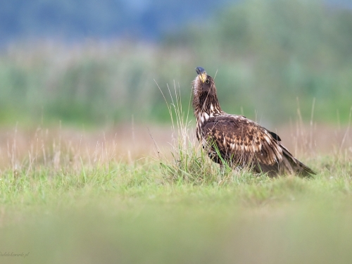 Bielik (ang. White-tailed Eagle, łac. Haliaeetus albicilla) - 7115- Fotografia Przyrodnicza - WlodekSmardz.pl