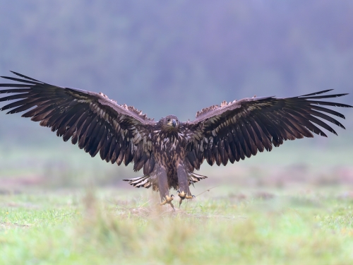 Bielik (ang. White-tailed Eagle, łac. Haliaeetus albicilla) - 9251- Fotografia Przyrodnicza - WlodekSmardz.pl