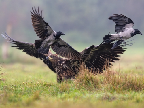 Bielik (ang. White-tailed Eagle, łac. Haliaeetus albicilla) - 9350- Fotografia Przyrodnicza - WlodekSmardz.pl