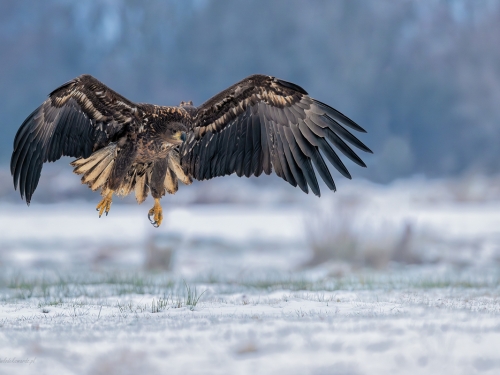 Bielik (ang. White-tailed Eagle, łac. Haliaeetus albicilla) - 5547- Fotografia Przyrodnicza - WlodekSmardz.pl