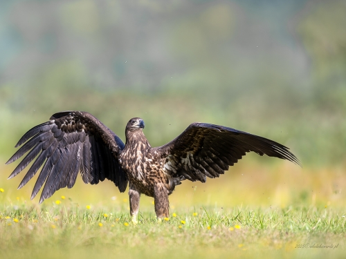 Bielik (ang. White-tailed Eagle, łac. Haliaeetus albicilla) - 3586- Fotografia Przyrodnicza - WlodekSmardz.pl