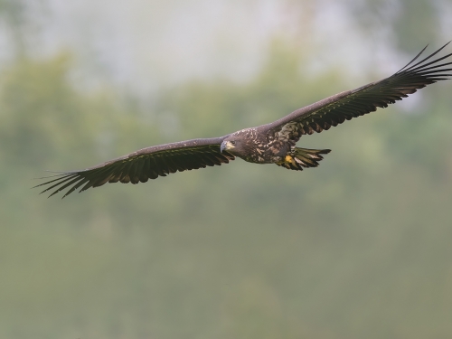 Bielik (ang. White-tailed Eagle, łac. Haliaeetus albicilla) - 5736- Fotografia Przyrodnicza - WlodekSmardz.pl