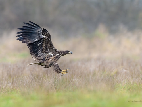 Bielik  (ang. White-tailed Eagle, łac. Haliaeetus albicilla) - 3272- Fotografia Przyrodnicza - WlodekSmardz.pl