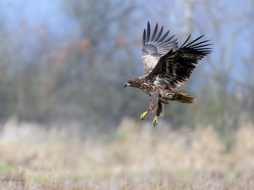 Bielik  (ang. White-tailed Eagle, łac. Haliaeetus albicilla) - 3230- Fotografia Przyrodnicza - WlodekSmardz.pl