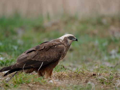 Błotniak stawowy (ang. Western Marsh-harrier, łac. Circus aeruginosus)- Fotografia Przyrodnicza - WlodekSmardz.pl