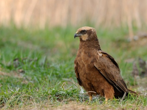 Błotniak stawowy (ang. Western Marsh-harrier, łac. Circus aeruginosus)- Fotografia Przyrodnicza - WlodekSmardz.pl