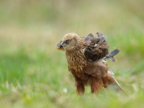 Błotniak stawowy (ang. Western Marsh-harrier, łac. Circus aeruginosus) - 6446- Fotografia Przyrodnicza - WlodekSmardz.pl