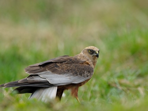 Błotniak stawowy (ang. Western Marsh-harrier, łac. Circus aeruginosus) - 6347- Fotografia Przyrodnicza - WlodekSmardz.pl