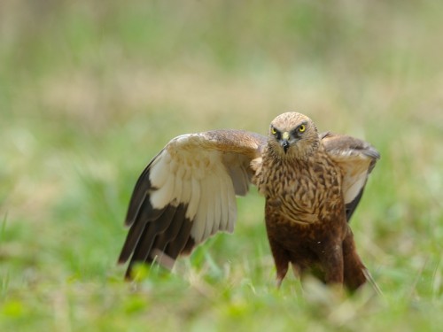 Błotniak stawowy (ang. Western Marsh-harrier, łac. Circus aeruginosus) - 6347- Fotografia Przyrodnicza - WlodekSmardz.pl