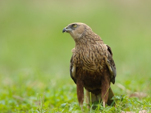 Błotniak stawowy (ang. Western Marsh-harrier, łac. Circus aeruginosus) - 6471- Fotografia Przyrodnicza - WlodekSmardz.pl