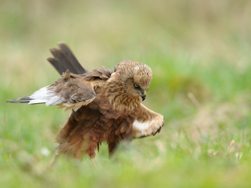 Błotniak stawowy (ang. Western Marsh-harrier, łac. Circus aeruginosus) - 6182- Fotografia Przyrodnicza - WlodekSmardz.pl