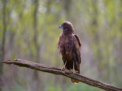 Błotniak stawowy (ang. Western Marsh-harrier, łac. Circus aeruginosus) - 4340- Fotografia Przyrodnicza - WlodekSmardz.pl