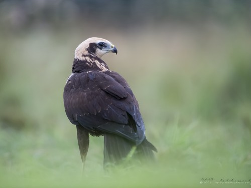 Błotniak stawowy (ang. Western Marsh-harrier, łac. Circus aeruginosus) - 6841- Fotografia Przyrodnicza - WlodekSmardz.pl