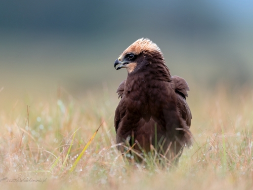 Błotniak stawowy (ang. Western Marsh-harrier, łac. Circus aeruginosus) - 3329- Fotografia Przyrodnicza - WlodekSmardz.pl