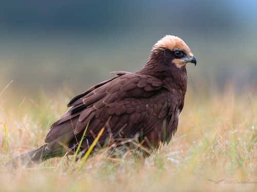 Błotniak stawowy (ang. Western Marsh-harrier, łac. Circus aeruginosus) - 3345- Fotografia Przyrodnicza - WlodekSmardz.pl