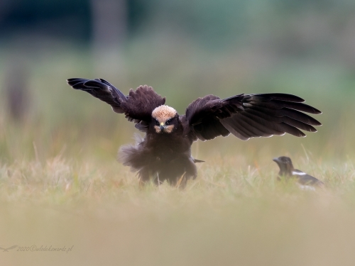 Błotniak stawowy (ang. Western Marsh-harrier, łac. Circus aeruginosus) - 0346- Fotografia Przyrodnicza - WlodekSmardz.pl