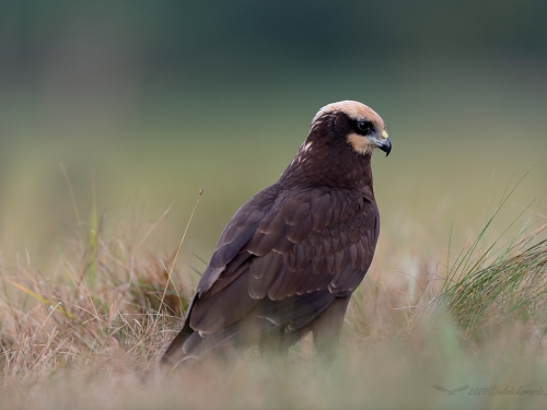 Błotniak stawowy (ang. Western Marsh-harrier, łac. Circus aeruginosus) - 3408- Fotografia Przyrodnicza - WlodekSmardz.pl